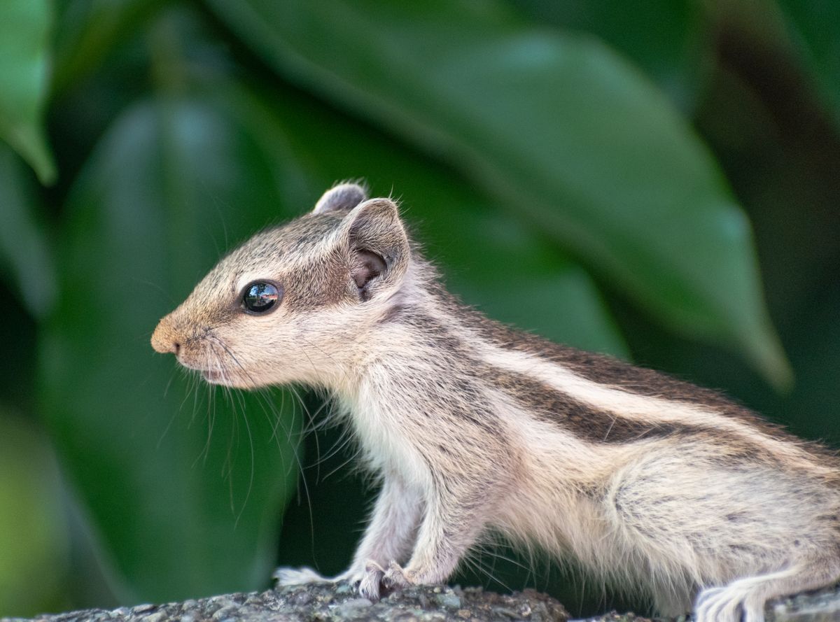 Tax Write-Offs for Small Animal Practices: The Complete List