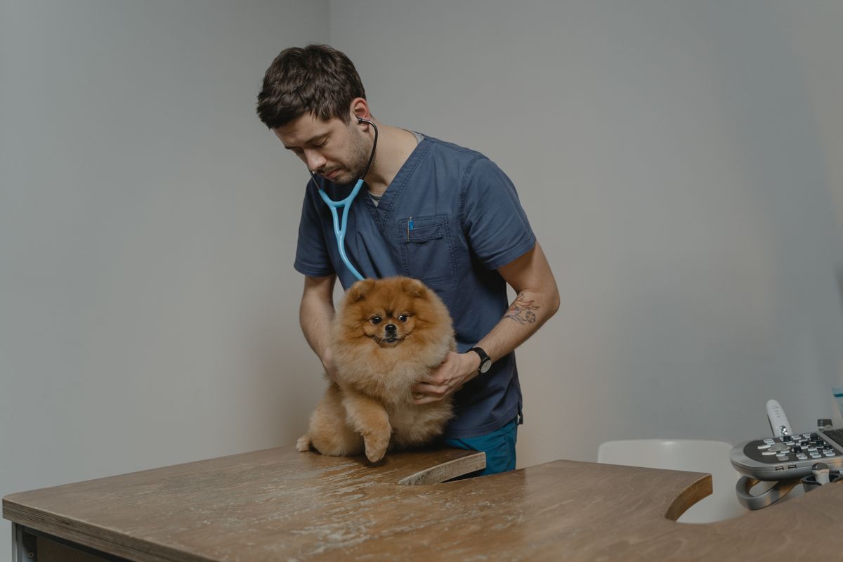 The Complete Small Animal Practice Startup Checklist
